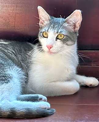Photo of Amaretto #image