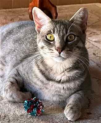 Photo of Kahlua #image