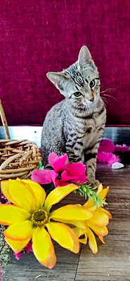 Photo of Pari #image