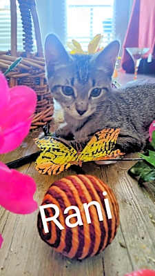 Photo of Rani #image
