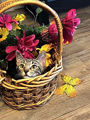Photo of Devi #image