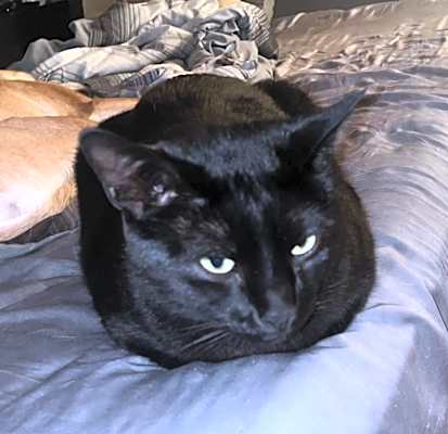 Photo of Freddy #image