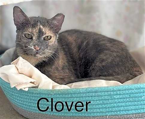 Photo of Clover #image