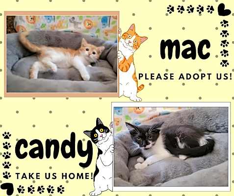 Photo of Candy #image