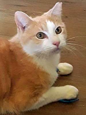 Photo of Jesse (& Jerry) bonded *FEE WAIVED* #image