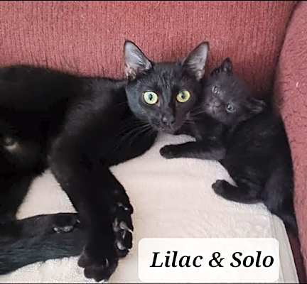 Photo of Lilac #image