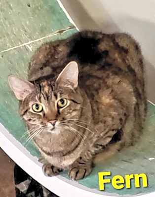 Photo of Fern #image