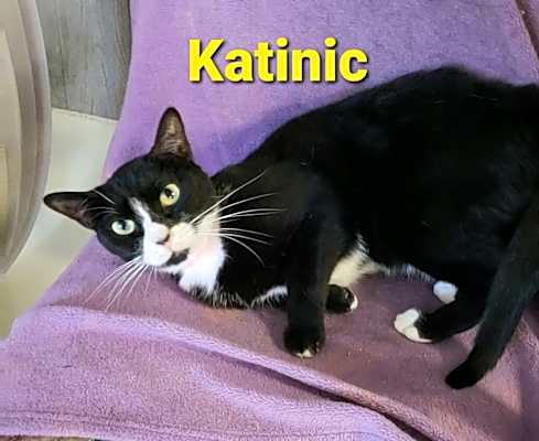 Photo of Katinic #image