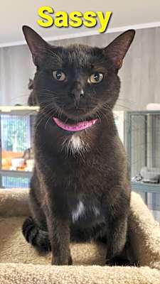 Photo of Sassy #image