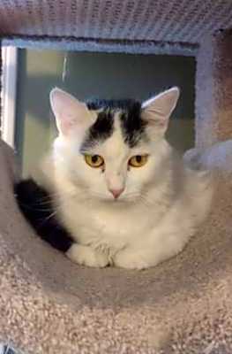 Photo of Olive #image