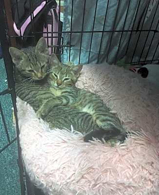 Photo of Chip and Dale #image