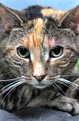 Photo of Basil #image