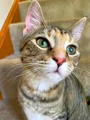 Photo of Mirabel #image