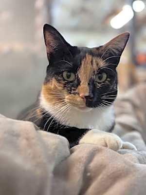 Photo of Lucille: Not at shelter (Barbe) #image
