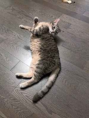 Photo of Miao Miao #image