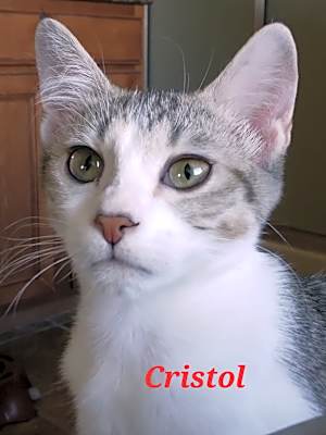 Photo of Cristol #image