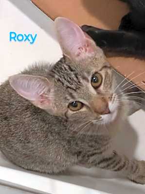 Photo of Roxy #image