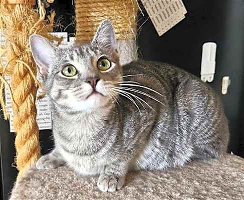 Photo of Dusty #image