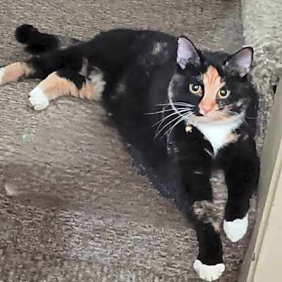 Photo of Cleo (momma) #image
