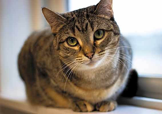 Photo of Willow #image