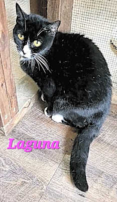 Photo of Laguna #image