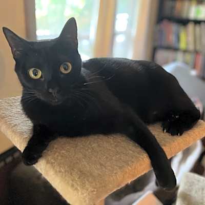 Photo of Onyx #image
