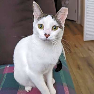 Photo of Athena #image