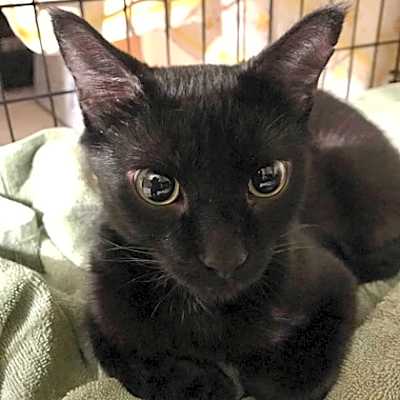 Photo of Mischief #image