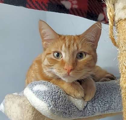 Photo of Nemo @ The Cat's Brew #image