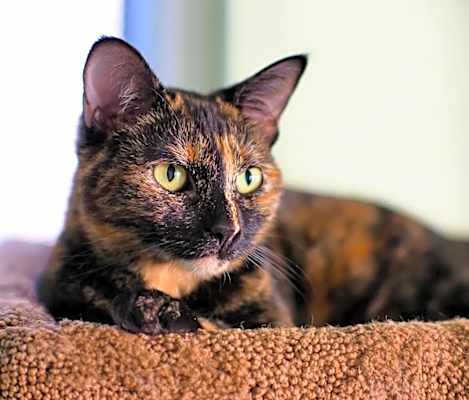 Photo of Daisy #image