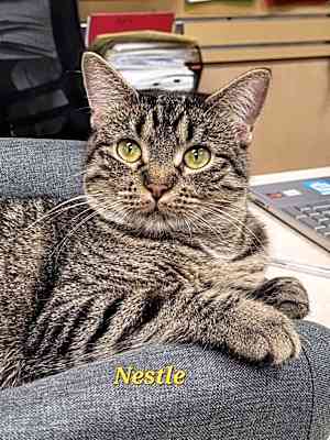 Photo of Nestle #image