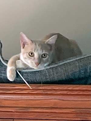 Photo of Gizmo #image