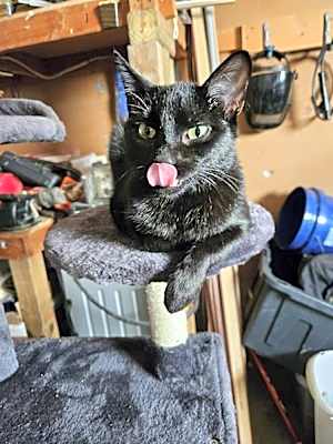 Photo of JiJi #image