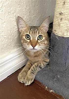 Photo of Pumpkin #image