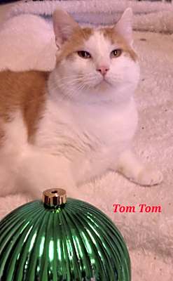 Photo of Tom Tom #image