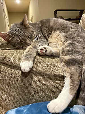 Photo of Gideon #image