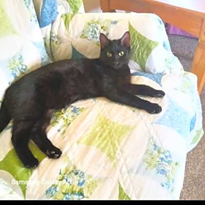 Photo of Smokey #image