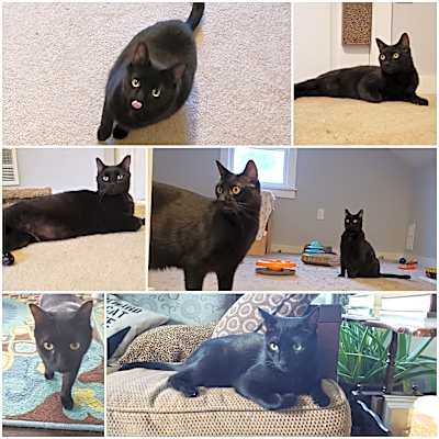 Photo of Jellybean and Toothless #image