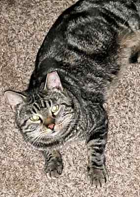 Photo of Blitzen #image