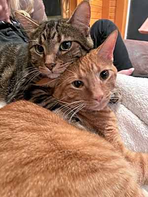 Photo of Rocket and Milo #image