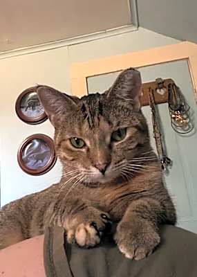 Photo of Uni -Felv+ #image