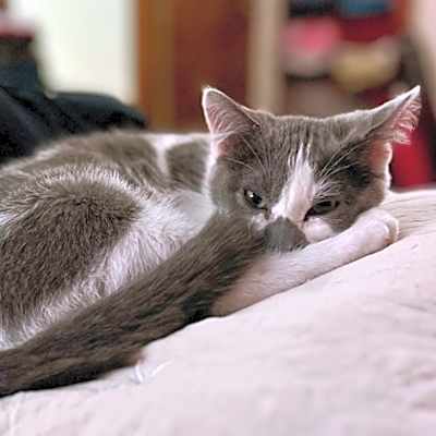 Photo of Earl of Boop #image