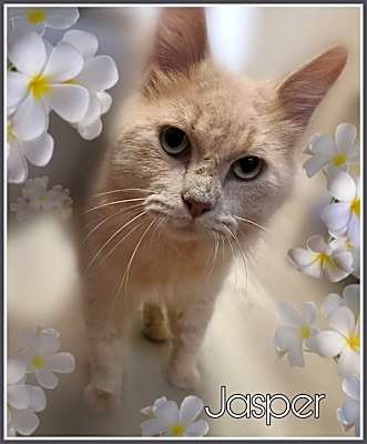 Photo of Jasper #image