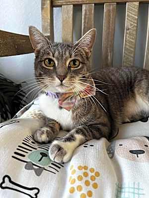 Photo of Pixie #image