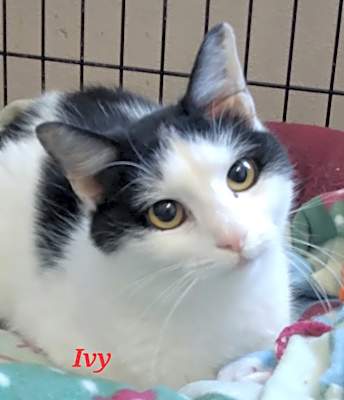 Photo of Ivy #image