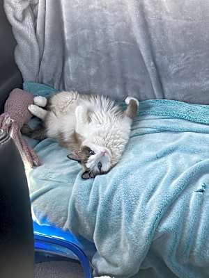 Photo of Frankie #image