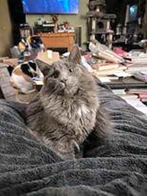 Photo of Thumper #image