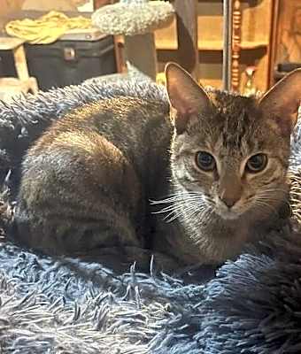 Photo of Nitara #image