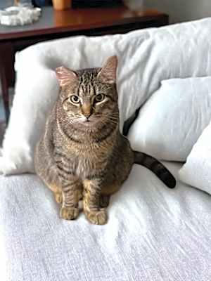 Photo of Dusty FIV + INDOOR ONLY #image