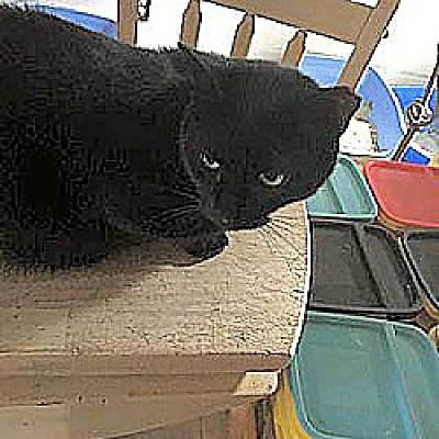 Photo of BUDDY  cl #image